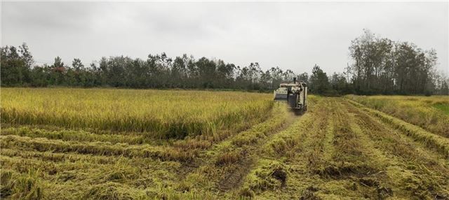 河南省淮滨县王店乡|农业社会化服务让秋收更加便捷