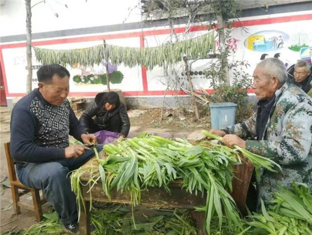 中国人民财险保险股份有限公司涡阳支公司打造“农业保险+”苔干全产业链